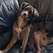 Yuky a rejoint le concours — aidez-le/la à gagner de superbes lots ! animal, black_fur, blanket, brown_fur, canine, comfortable, companion, cozy, curious, dog, domestic_animal, fluffy_tail, furniture, head_tilt, indoor, leather_couch, mixed_fur, pet, relaxed, sitting