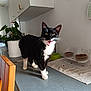 Mickey participe au concours pour gagner de l'argent avec cette photo : cat, black_and_white, kitchen, counter, plant, food_bowl, chair, domestic, pet, whiskers, feline, meowing, indoor, home, animal, curious, cute, paw, mouth_open, fur