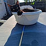 Mickey participe au concours pour gagner de l'argent avec cette photo : cat, black_cat, white_paws, plastic_basin, outdoor, table, sunlight, shadow, garden, fence, plant, relaxed, curious, pet, animal, daylight, backyard, playful, domestic_cat, whiskers