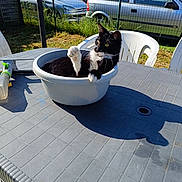Mickey participe au concours pour gagner de l'argent avec cette photo : cat, black_and_white_cat, plastic_basin, outdoor, table, paw, sunlight, shadow, grass, car, fence, plastic_chair, relaxing, pet, animal, domestic_cat, daylight, backyard, playful, fur
