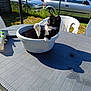 animal, backyard, black_and_white_cat, car, cat, daylight, domestic_cat, fence, fur, grass, outdoor, paw, pet, plastic_basin, plastic_chair, playful, relaxing, shadow, sunlight, table
