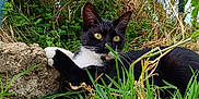 Mickey a rejoint le concours — aidez-le/la à gagner de superbes lots ! cat, black_and_white_cat, grass, stone, outdoor, nature, greenery, wild_plants, fence, blue_sky, animal, pet, resting, alert, paw, yellow_eyes, relaxed, close_up, daylight, flora