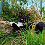 alert, animal, black_and_white_cat, blue_sky, cat, close_up, daylight, fence, flora, grass, greenery, nature, outdoor, paw, pet, relaxed, resting, stone, wild_plants, yellow_eyes