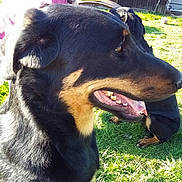 Ruben a rejoint le concours — aidez-le/la à gagner de superbes lots ! dog, canine, black_fur, brown_markings, panting, teeth, tongue, close_up, portrait, outdoor, grass, backyard, pet, companion, person, sitting, sunlight, shadow, camera_watermark, animal