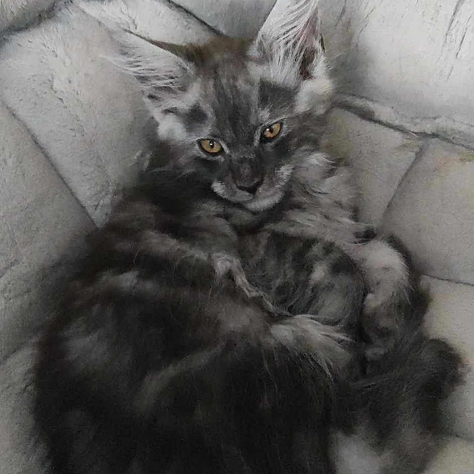 Unouk a rejoint le concours — aidez-le/la à gagner de superbes lots ! angora, animal, architecture, armchair, blanket, building, cat, chair, couch, cushion, furniture, homedecor, indoors, kitten, livingroom, manx, person, pet, room, sleeping