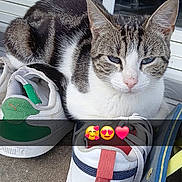 Mylloux participe au concours pour gagner de l'argent avec cette photo : animal, cat, concrete, cute, door, emojis, footwear, glass, gray, outdoor, pet, reflection, relaxed, resting, shoe, sneakers, striped, tabby, white, window