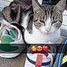 animal, cat, concrete, cute, door, emojis, footwear, glass, gray, outdoor, pet, reflection, relaxed, resting, shoe, sneakers, striped, tabby, white, window