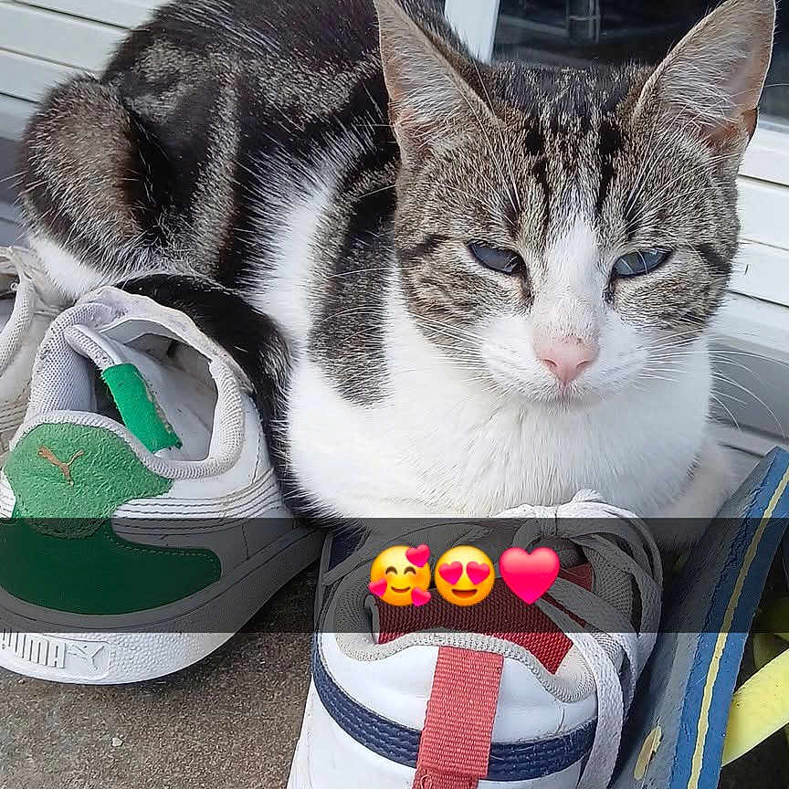 Mylloux participe au concours pour gagner de l'argent avec cette photo : animal, cat, concrete, cute, door, emojis, footwear, glass, gray, outdoor, pet, reflection, relaxed, resting, shoe, sneakers, striped, tabby, white, window