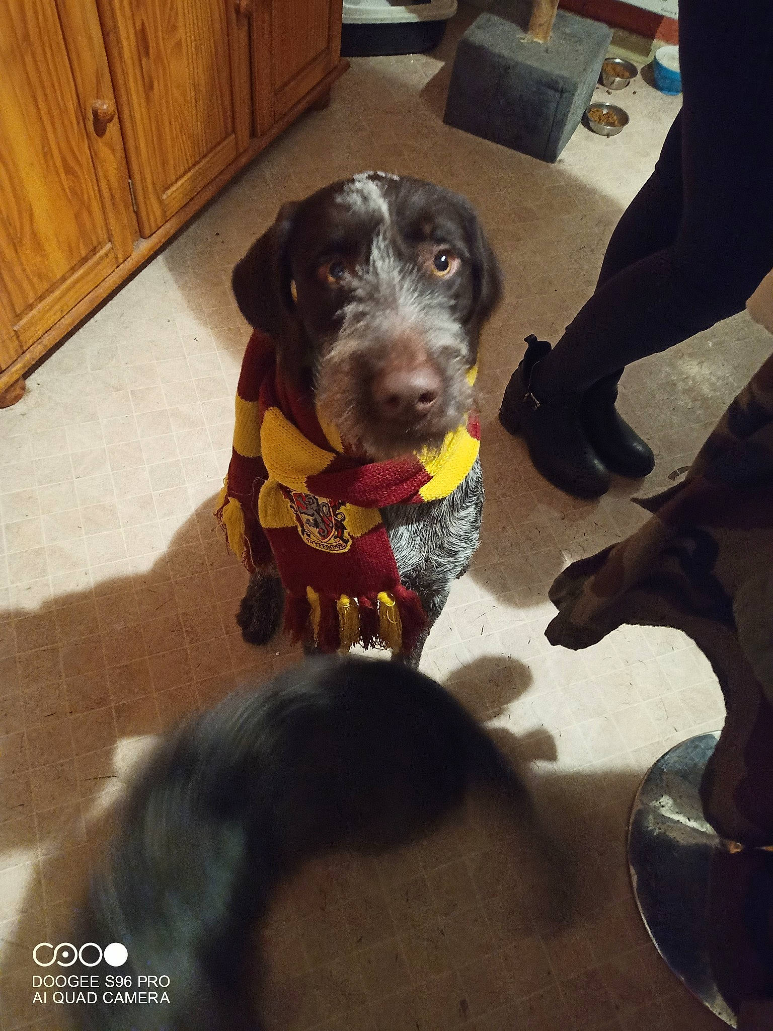 Drakan a rejoint le concours — aidez-le/la à gagner de superbes lots ! cabinetry, canidae, carnivore, collar, companion_dog, cupboard, dog, dog_breed, dog_collar, dog_supply, drawer, fawn, flooring, gun_dog, hardwood, liver, pet_supply, snout, wood, working_animal