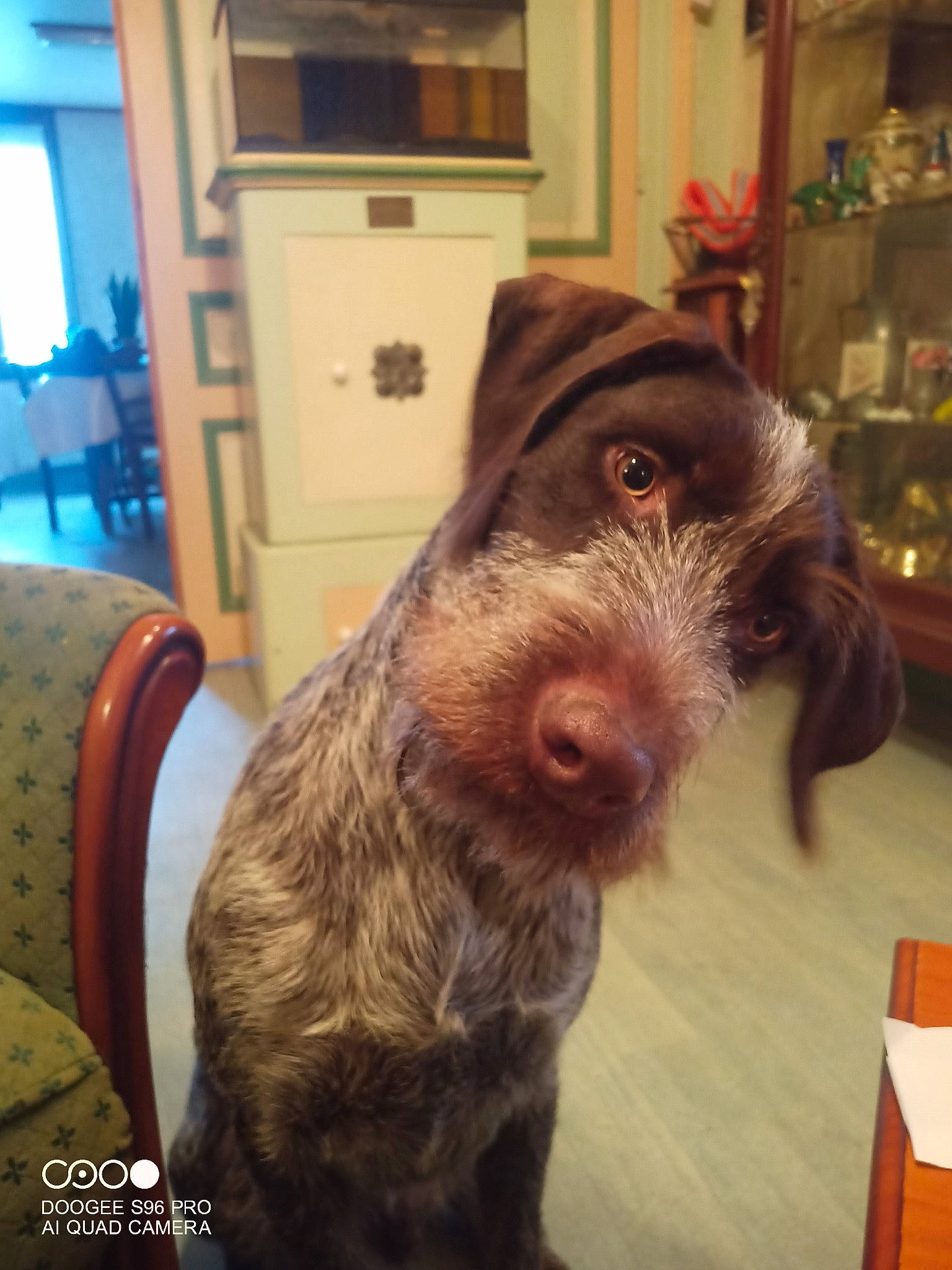 Drakan participe au concours pour gagner de l'argent avec cette photo : cabinetry, canidae, carnivore, companion_dog, dog, dog_breed, flesh, flooring, fur, hardwood, liver, picture_frame, pointing_breed, pont_audemer_spaniel, pudelpointer, snout, spaniel, stichelhaar, wood, working_animal