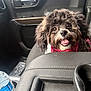 bandana, car_interior, center_console, close_up, cup_holder, dashboard, dog, front_seat, fur, happy, pet, puppy, red_bandana, seat, small_dog, smiling, tongue_out, vehicle_door, water_bottle, window