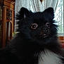 animal, black_and_white, close_up, cozy, curtains, cute, decor, dog, eyes, fluffy, fur, house, indoor, nose, pet, pomeranian, portrait, small_dog, window, wooden_furniture