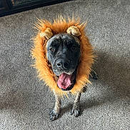 Maggie is registered to the contest to win money with this photo: dog, pet, costume, lion_mane, indoor, carpet, tongue_out, happy, animal, canine, brown, black, fur, standing, looking_up, playful, muzzle, ears, home, fireplace