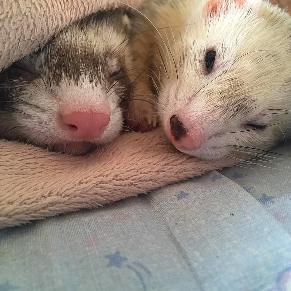 Stitch a rejoint le concours — aidez-le/la à gagner de superbes lots ! carnivore, eye, fawn, ferret, fur, iris, mustelidae, mustelinae, nap, nose, polecat, skin, sleep, snout, whiskers