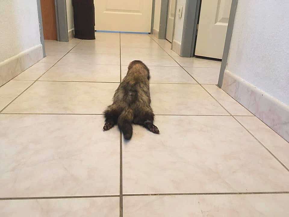 Stitch participe au concours pour gagner de l'argent avec cette photo : cairn_terrier, carnivore, cat, felidae, floor, flooring, fur, long_hair, small_to_medium_sized_cats, tail, tile, wood