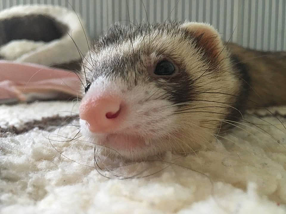 Stitch a rejoint le concours — aidez-le/la à gagner de superbes lots ! carnivore, close_up, eye, ferret, fur, hamster, head, iris, mammal, mink, mustelidae, mustelinae, nose, polecat, rat, skin, snout, terrestrial_animal, weasel, whiskers