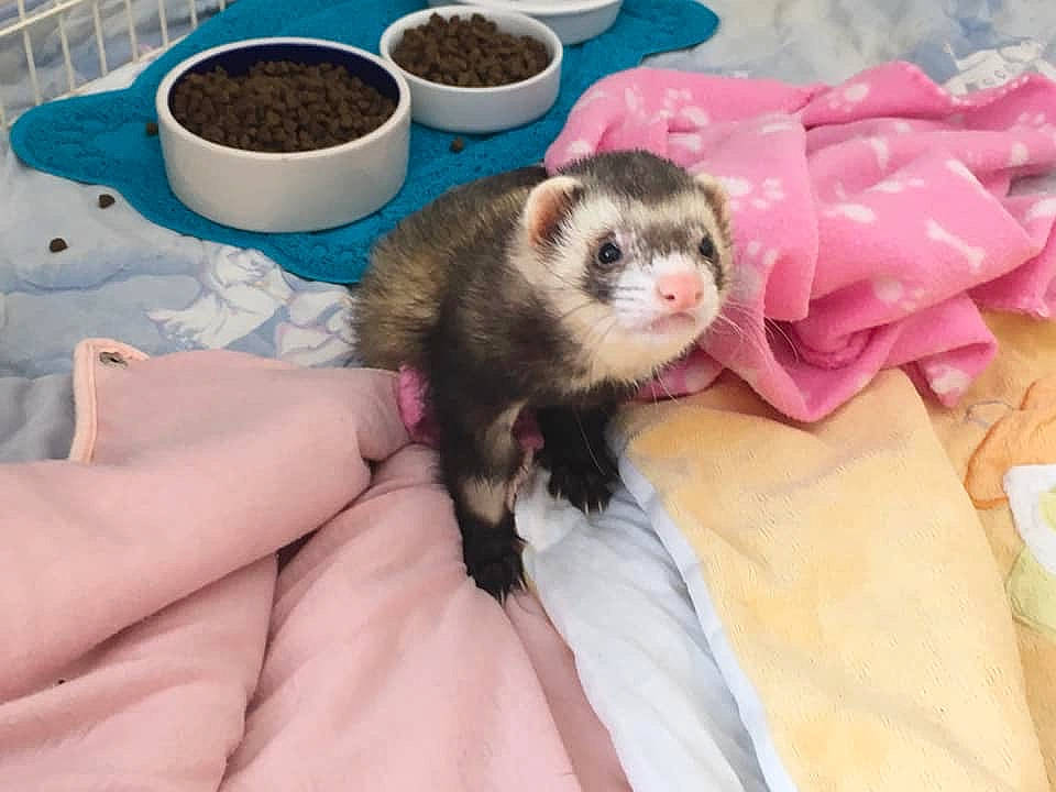 Stitch a rejoint le concours — aidez-le/la à gagner de superbes lots ! black_footed_ferret, carnivore, fawn, ferret, fur, mammal, marsupial, mink, mustelidae, mustelinae, polecat, vertebrate, whiskers