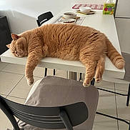Pilou participe au concours pour gagner de l'argent avec cette photo : cat, chair, cozy, cushion, domestic_animal, feline, floor_tiles, food_bowl, fur, ginger_cat, home, indoor, kitchen, nap, pet, relaxing, resting, sleeping, table, tissue_box