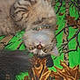 Nala is registered to the contest to win money with this photo: animal, bedspread, brown, cat, closeup, collar, cute, fluffy, fur, green, indoor, leaves_pattern, pet, playful, relaxed, resting, tabby, upside_down, whiskers, yellow_eyes