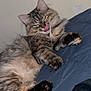 animal, cat, cozy, cute, feline, fluffy, fur, indoor, lying_down, mammal, paw, pet, playful, quilt, relaxed, resting, soft, tabby, tongue_out, whiskers