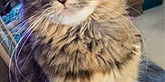 Nala is registered to the contest to win money with this photo: bedspread, cat, closeup, companion, cozy, curious, cute, domestic_animal, eyes, feline, fur, furniture, household, indoor, mammal, pattern, pet, sitting, tabby, whiskers