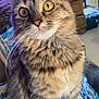 bedspread, cat, closeup, companion, cozy, curious, cute, domestic_animal, eyes, feline, fur, furniture, household, indoor, mammal, pattern, pet, sitting, tabby, whiskers