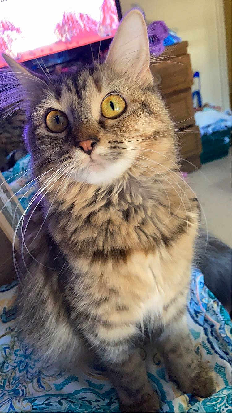 Nala