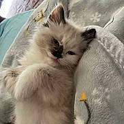 Lilly joined the competition — help win amazing prizes! kitten, cat, fluffy, sleepy, cute, pet, animal, furry, paws, blanket, cozy, indoor, resting, young, domestic_cat, soft, adorable, fur, relaxed, companion
