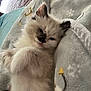 kitten, cat, fluffy, sleepy, cute, pet, animal, furry, paws, blanket, cozy, indoor, resting, young, domestic_cat, soft, adorable, fur, relaxed, companion