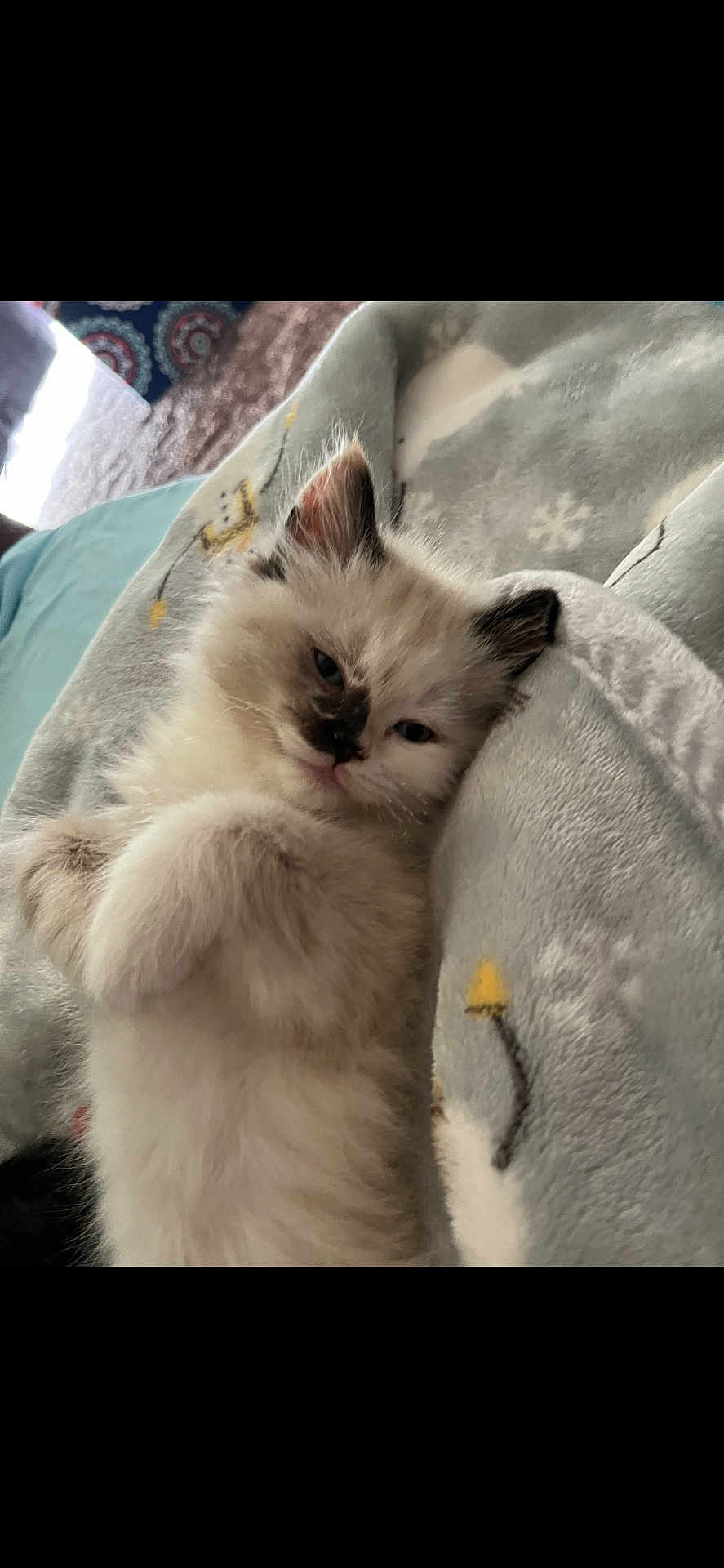 Lilly
