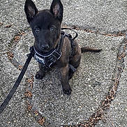 Salsa participe au concours pour gagner de l'argent avec cette photo : puppy, dog, black_dog, harness, leash, sitting, outdoor, concrete, curious, pet, animal, young_dog, nature, eyes, ears, tail, texture, ground, daylight, walk