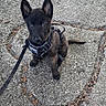 puppy, dog, black_dog, harness, leash, sitting, outdoor, concrete, curious, pet, animal, young_dog, nature, eyes, ears, tail, texture, ground, daylight, walk