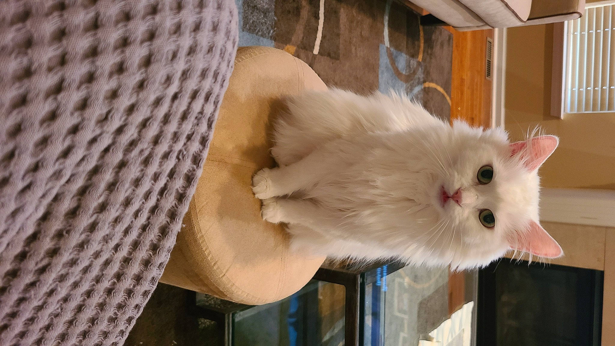 Dre joined the competition — help win amazing prizes! british_longhair, carnivore, cat, fawn, felidae, fur, plant, small_to_medium_sized_cats, snout, tail, whiskers