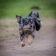 Judd is registered to the contest to win money with this photo: dog, running, outdoor, animal, pet, jumping, fur, happy, motion, nature, grass, path, energetic, canine, playful, active, ears, tail, muzzle, walking