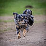 dog, running, outdoor, animal, pet, jumping, fur, happy, motion, nature, grass, path, energetic, canine, playful, active, ears, tail, muzzle, walking