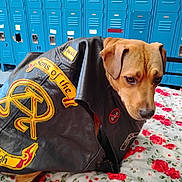 Lucy Darosa is registered to the contest to win money with this photo: dog, leather_jacket, patches, blue_lockers, floral_blanket, animal, pet, indoor, brown_dog, sitting, text_on_jacket, fabric, fur, snout, ears, paw, bed, decor, background, expression