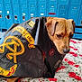 dog, leather_jacket, patches, blue_lockers, floral_blanket, animal, pet, indoor, brown_dog, sitting, text_on_jacket, fabric, fur, snout, ears, paw, bed, decor, background, expression
