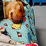 Lucy Darosa joined the competition — help win amazing prizes! dog, sleeping, blanket, cartoon, indoor, locker, floor, brown_dog, pet, resting, cozy, cute, animal, fur, relaxed, quiet, domestic, snout, ears, lying_down