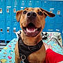 Lucy Darosa joined the competition — help win amazing prizes! dog, happy, black_harness, blue_lockers, cartoon_blanket, indoor, pet, animal, mouth_open, ears_perked, person, red_pants, relaxing, colorful, cute, smiling, fur, nose, sitting, playful