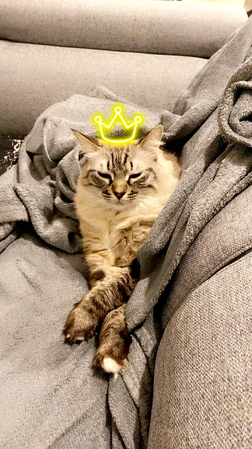 Mya a rejoint le concours — aidez-le/la à gagner de superbes lots ! big_cats, carnivore, cat, comfort, domestic_short_haired_cat, fawn, felidae, fur, grass, grey, linens, paw, sleeve, small_to_medium_sized_cats, snout, tail, terrestrial_animal, whiskers, wildlife, wood