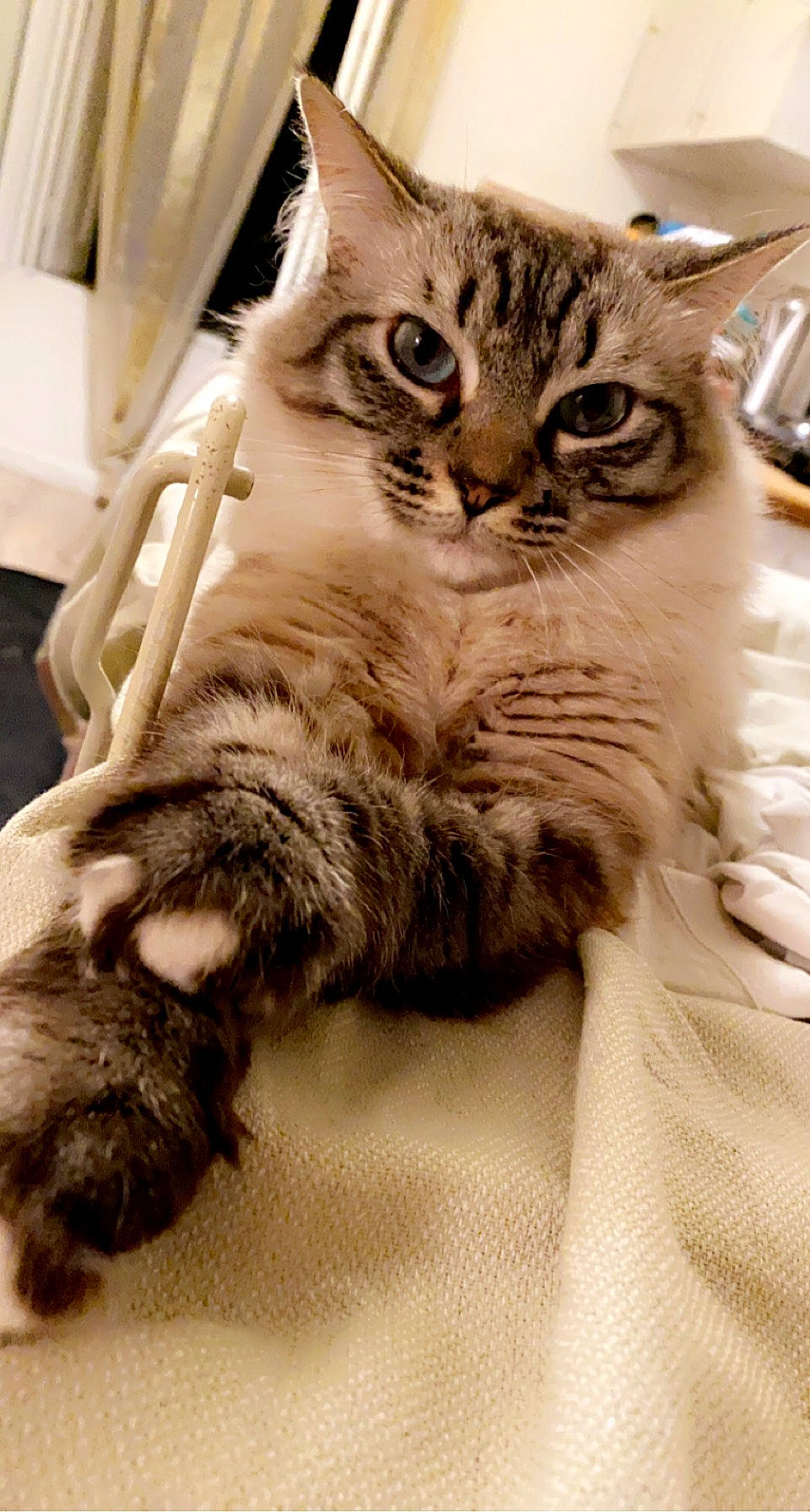 Mya a rejoint le concours — aidez-le/la à gagner de superbes lots ! carnivore, cat, claw, comfort, domestic_short_haired_cat, door, felidae, fur, paw, small_to_medium_sized_cats, snout, tail, whiskers, window