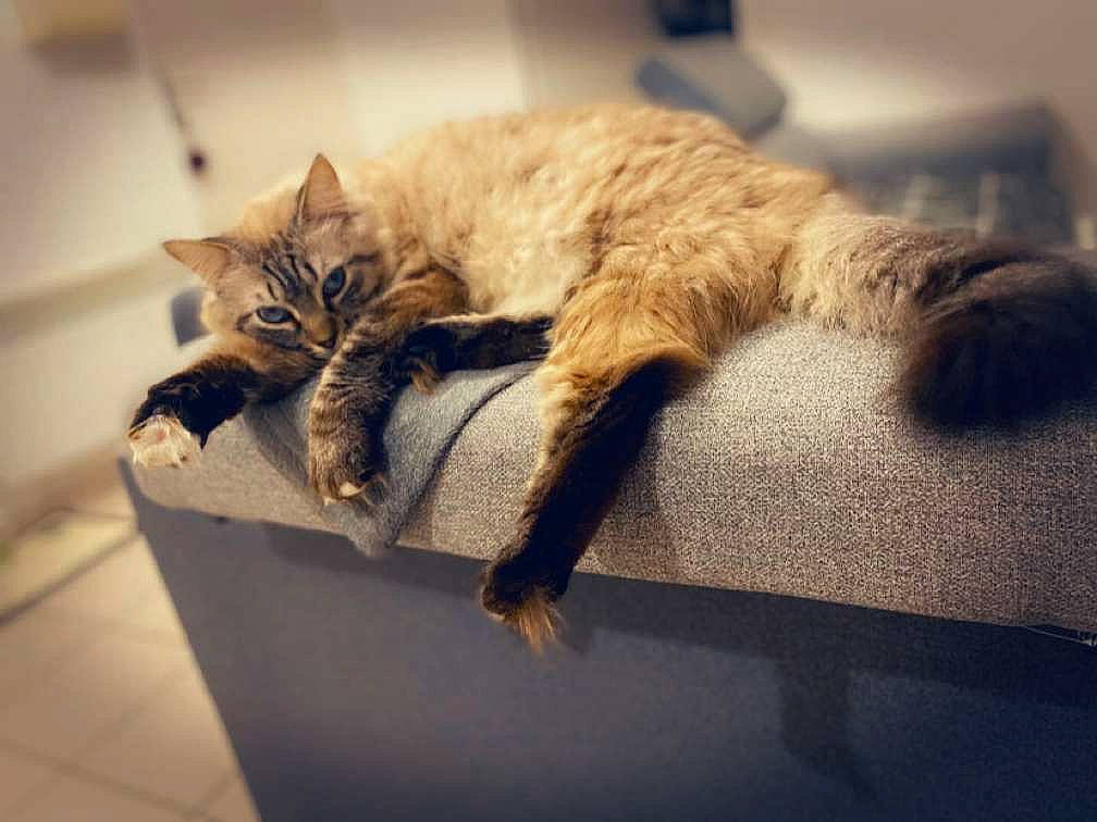 Mya participe au concours pour gagner de l'argent avec cette photo : cardboard, carnivore, cat, claw, comfort, domestic_short_haired_cat, fawn, felidae, flooring, flowerpot, fur, metal, paw, plant, room, shadow, small_to_medium_sized_cats, tail, whiskers, wood