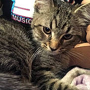 Theodore Theo James joined the competition — help win amazing prizes! cat, kitten, tabby, fur, close_up, pet, animal, whiskers, person, lap, resting, indoor, curious, face, young, soft, comfort, casual, shirt, striped