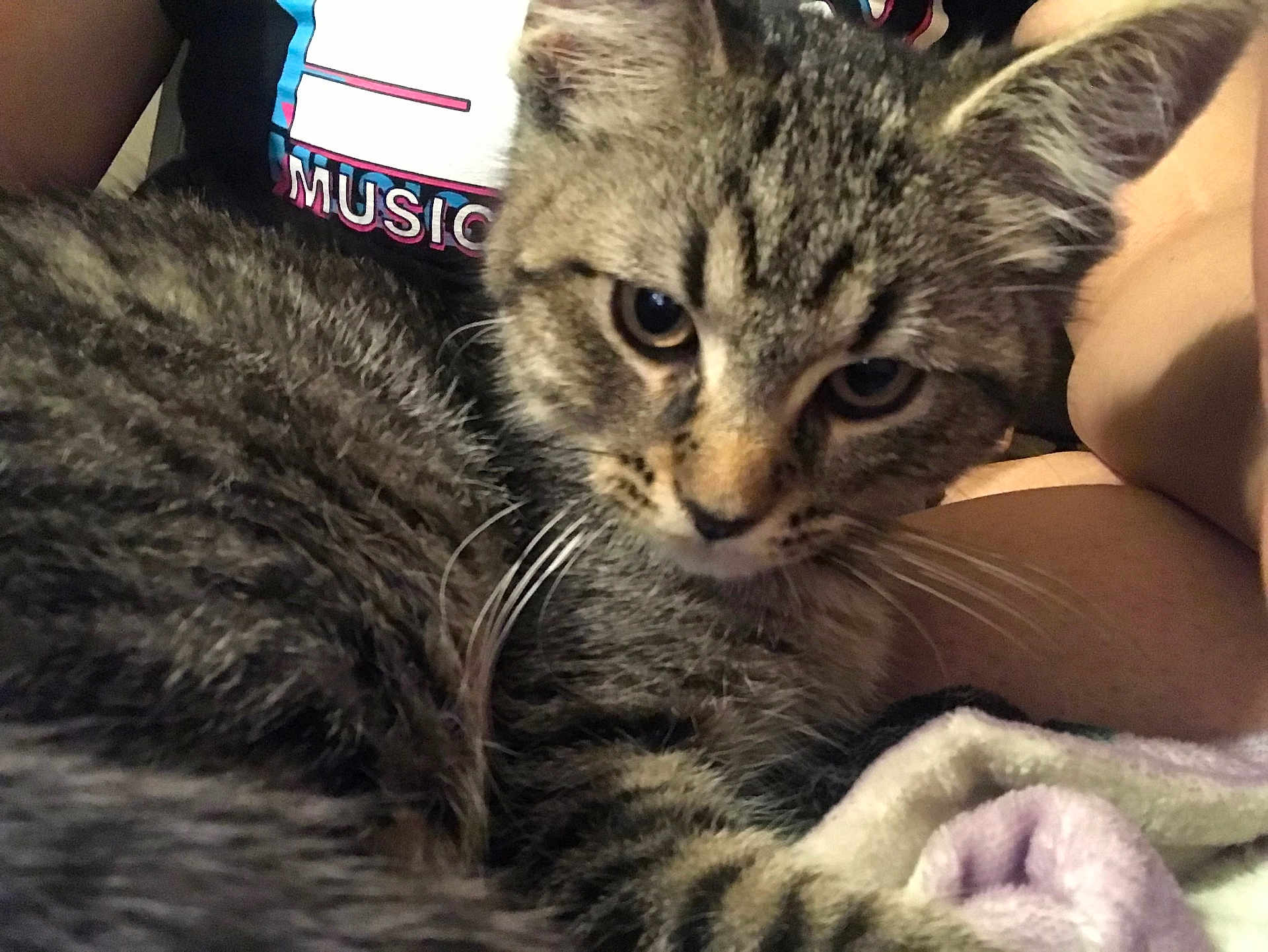 Theodore Theo James joined the competition — help win amazing prizes! cat, kitten, tabby, fur, close_up, pet, animal, whiskers, person, lap, resting, indoor, curious, face, young, soft, comfort, casual, shirt, striped
