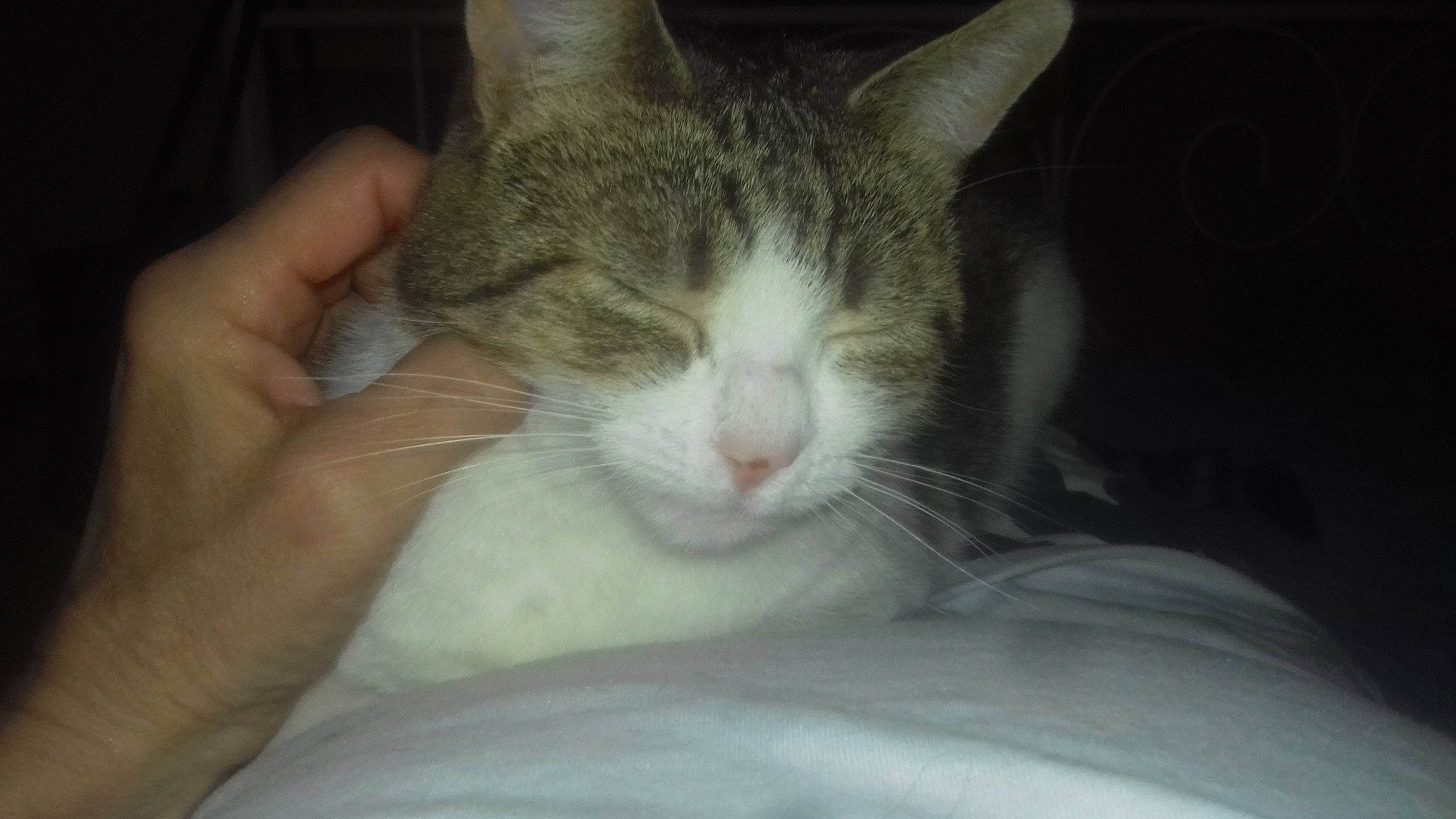 Marie participe au concours pour gagner de l'argent avec cette photo : aegean_cat, carnivore, cat, domestic_short_haired_cat, ear, european_shorthair, felidae, kitten, nap, nose, polydactyl_cat, sleep, small_to_medium_sized_cats, snout, tabby_cat, whiskers