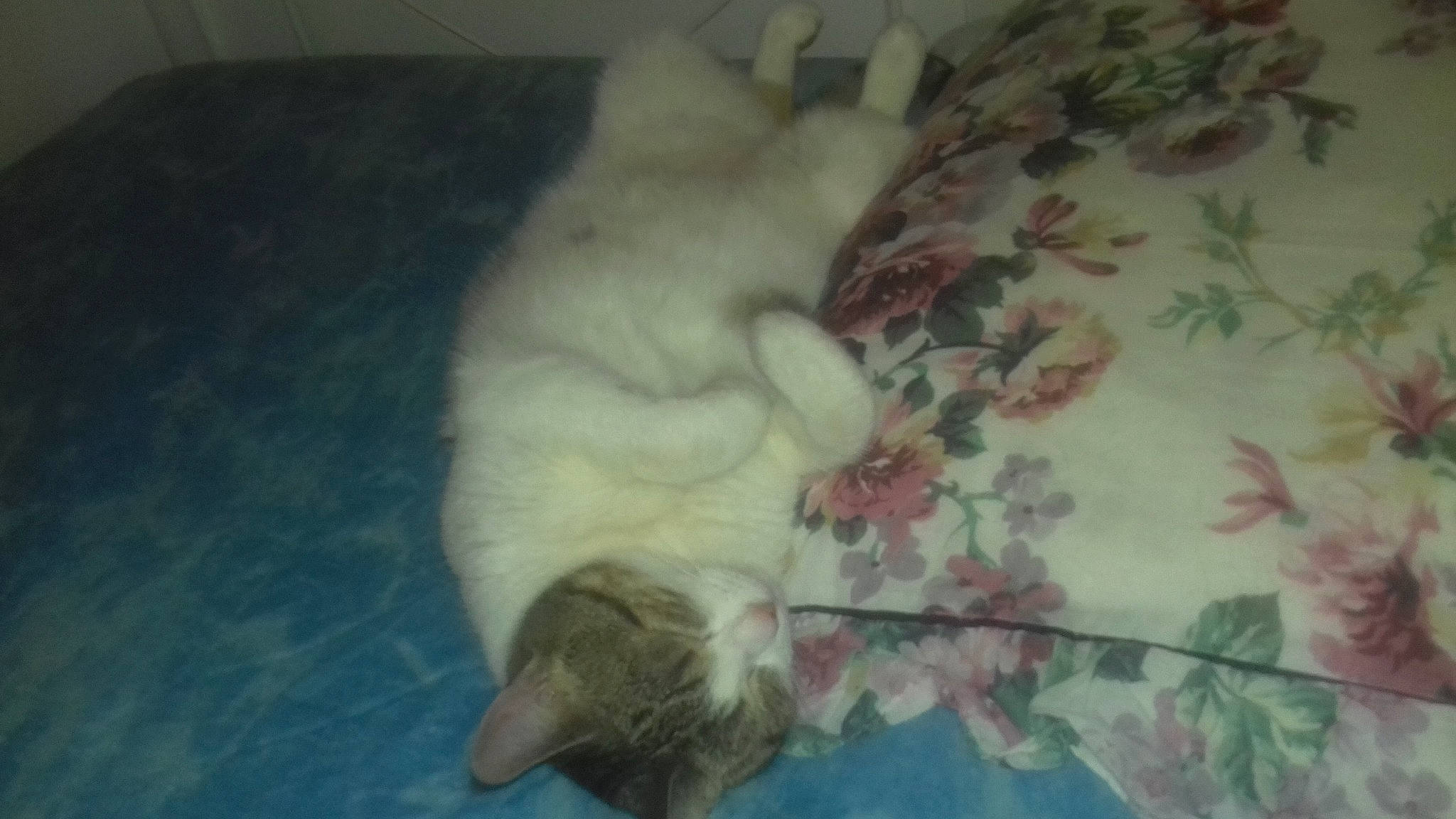 Marie participe au concours pour gagner de l'argent avec cette photo : canidae, carnivore, cat, dog_breed, fawn, felidae, fur, kitten, nap, persian, ragdoll, sleep, small_to_medium_sized_cats, tail, turkish_angora, turkish_van, whiskers