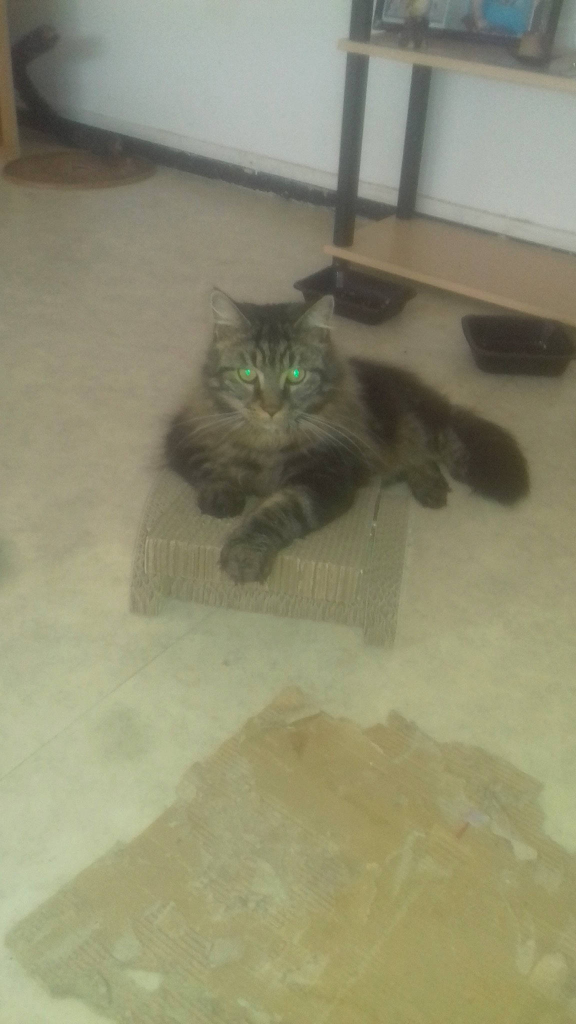 Guggi a rejoint le concours — aidez-le/la à gagner de superbes lots ! carnivore, cat, domestic_long_haired_cat, domestic_short_haired_cat, european_shorthair, fawn, felidae, floor, flooring, fur, kitten, korat, maine_coon, nebelung, persian, polydactyl_cat, small_to_medium_sized_cats, tail, tile, whiskers