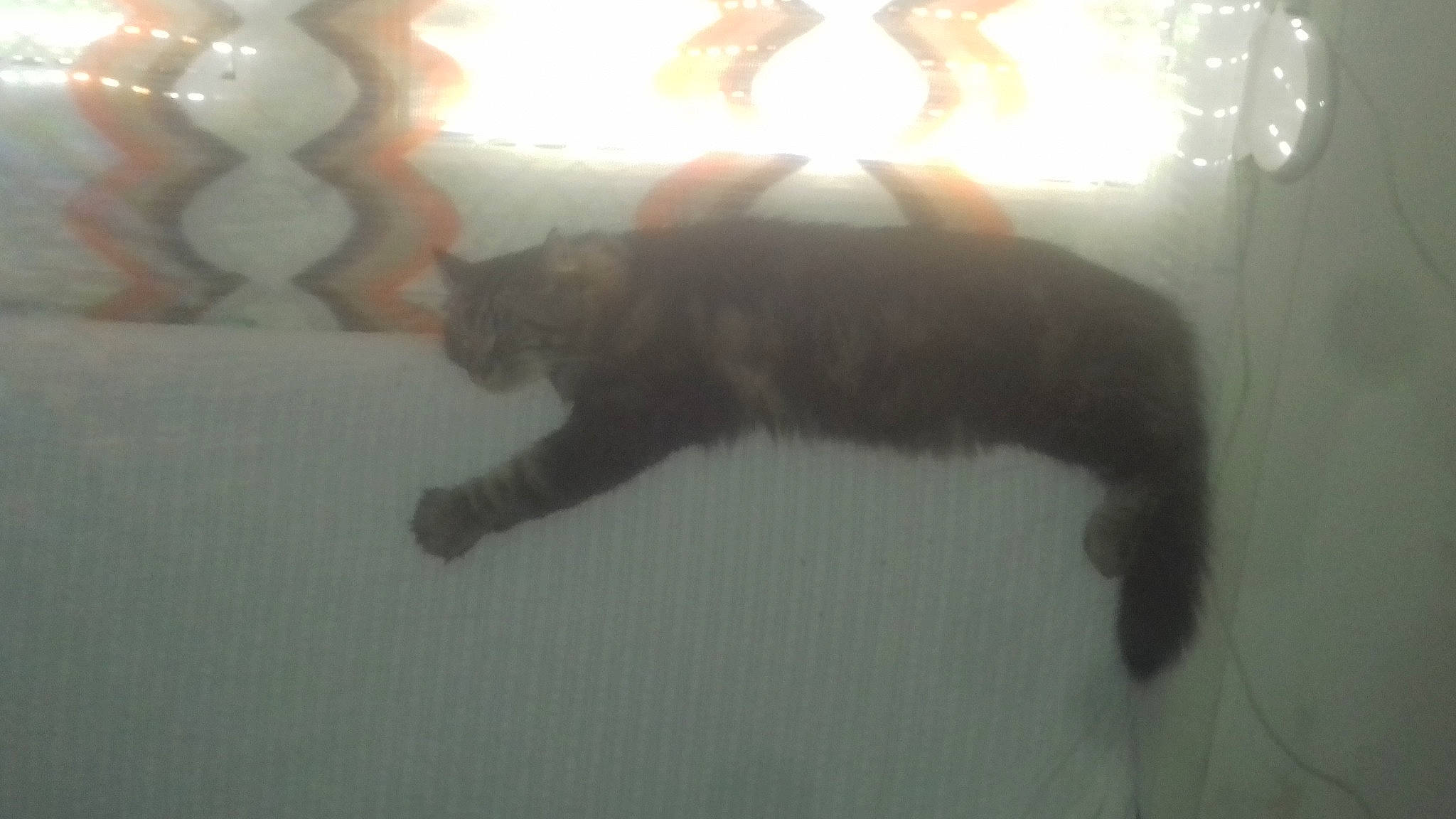 Guggi a rejoint le concours — aidez-le/la à gagner de superbes lots ! black_cat, carnivore, cat, felidae, fur, kitten, nose, small_to_medium_sized_cats, snout, tail, whiskers