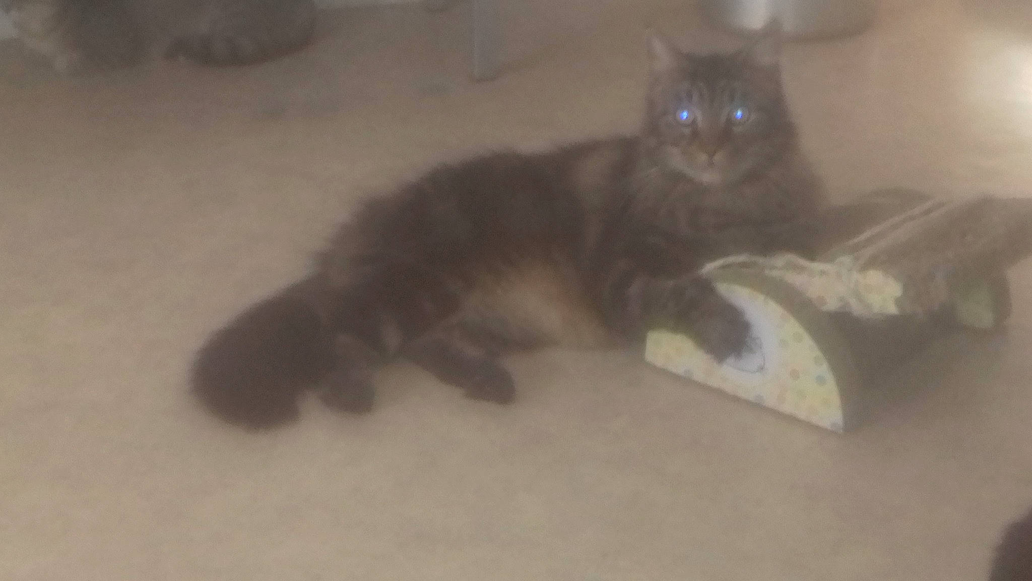 Guggi participe au concours pour gagner de l'argent avec cette photo : carnivore, cat, domestic_short_haired_cat, felidae, kitten, paw, polydactyl_cat, small_to_medium_sized_cats, tail, whiskers