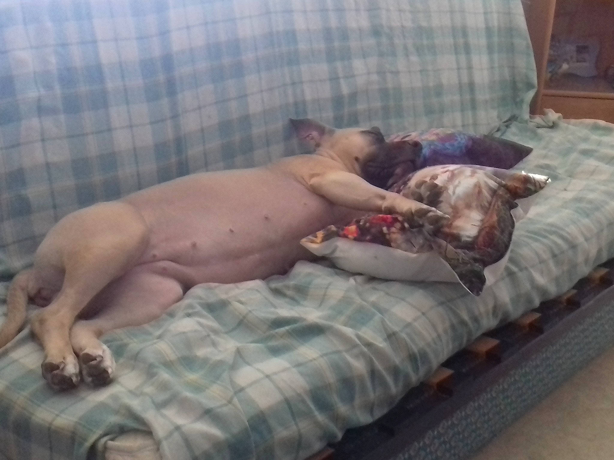 Kaina participe au concours pour gagner de l'argent avec cette photo : american_hairless_terrier, canidae, carnivore, companion_dog, dog, dog_breed, fawn, mammal, nap, non_sporting_group, peruvian_hairless_dog, snout, sphynx, weimaraner